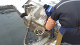 Underyearling trout released into Ladoga Lake