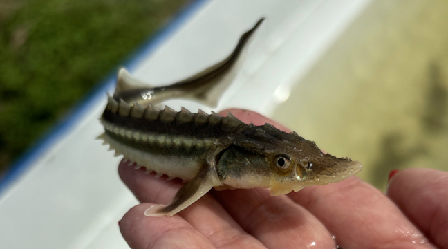Astrakhan Branch releases juvenile Russian sturgeon into the watercourses of the Volga River