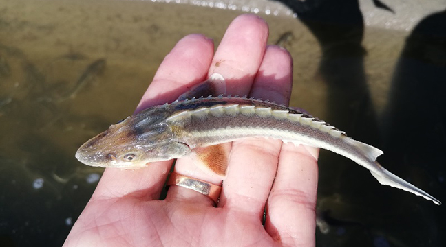 Astrakhan Branch release young Russian sturgeon to the Volga River