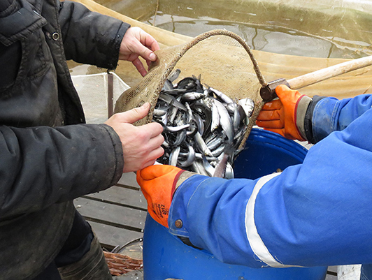 FSUE "Rosmorport" released about 2.5 million juveniles of valuable fish species in October and November