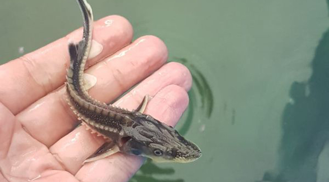 Young Russian sturgeons released into the basin of the Sea of Azov